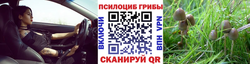 Псилоцибиновые грибы Psilocybe  где можно купить   Красноперекопск 